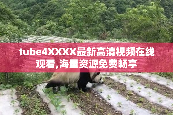 tube4XXXX最新高清视频在线观看,海量资源免费畅享