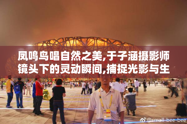 凤鸣鸟唱自然之美,于子涵摄影师镜头下的灵动瞬间,捕捉光影与生命