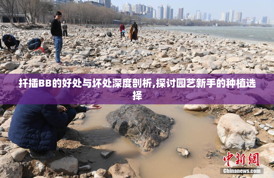 扦插BB的好处与坏处深度剖析,探讨园艺新手的种植选择