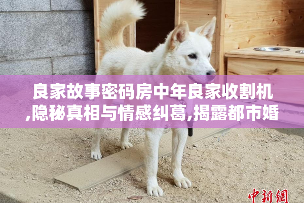 良家故事密码房中年良家收割机,隐秘真相与情感纠葛,揭露都市婚姻