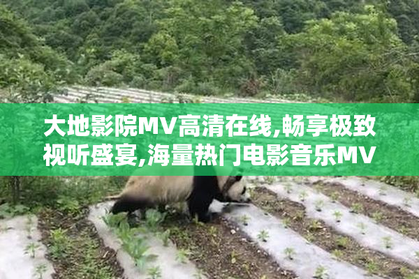 大地影院MV高清在线,畅享极致视听盛宴,海量热门电影音乐MV一网打尽