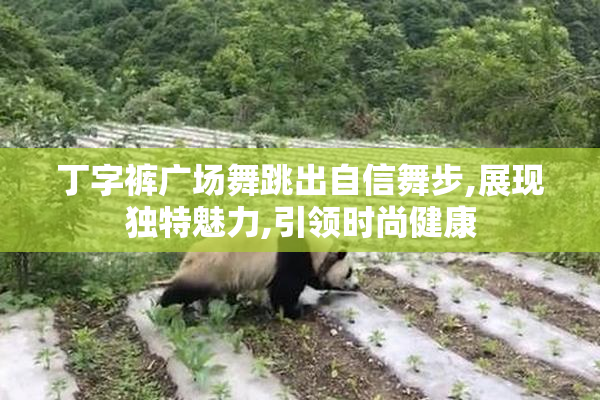 丁字裤广场舞跳出自信舞步,展现独特魅力,引领时尚健康