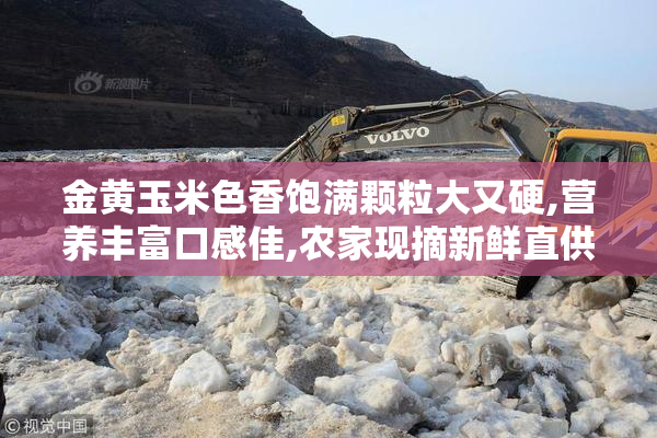 金黄玉米色香饱满颗粒大又硬,营养丰富口感佳,农家现摘新鲜直供