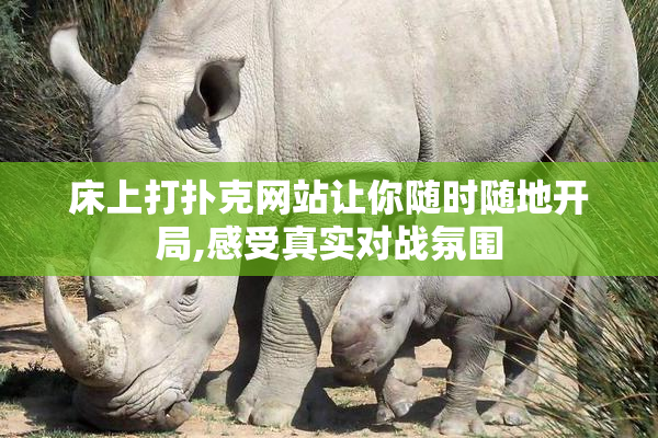 床上打扑克网站让你随时随地开局,感受真实对战氛围