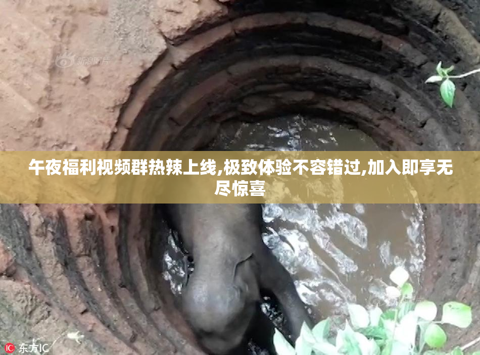 午夜福利视频群热辣上线,极致体验不容错过,加入即享无尽惊喜