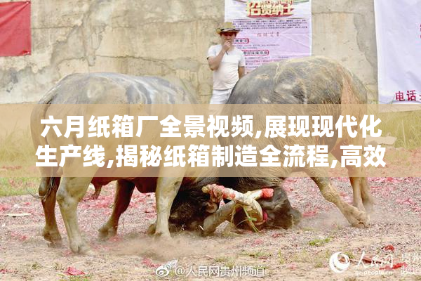 六月纸箱厂全景视频,展现现代化生产线,揭秘纸箱制造全流程,高效