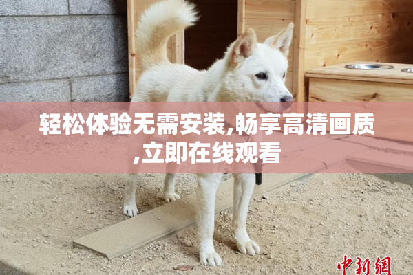 轻松体验无需安装,畅享高清画质,立即在线观看