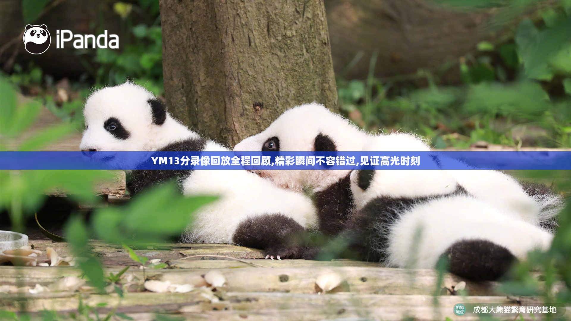 YM13分录像回放全程回顾,精彩瞬间不容错过,见证高光时刻