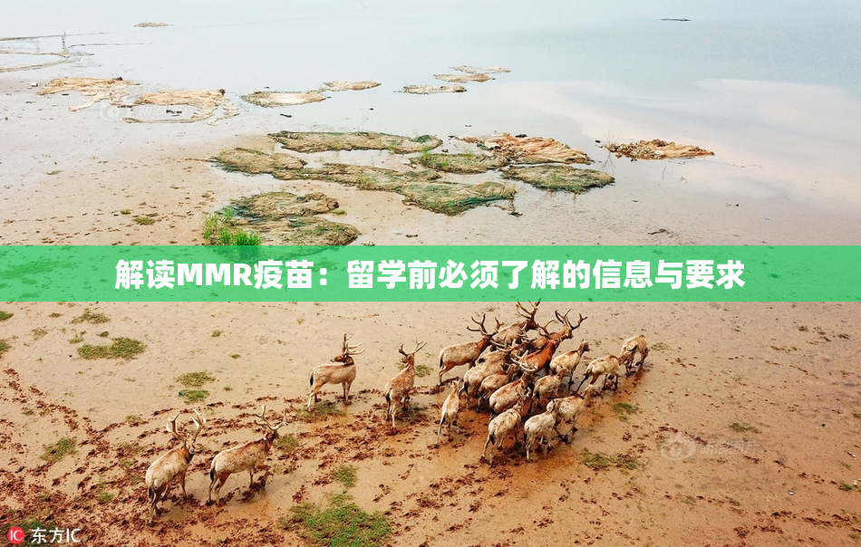 解读MMR疫苗：留学前必须了解的信息与要求