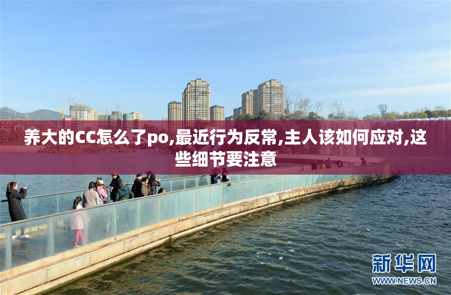 养大的CC怎么了po,最近行为反常,主人该如何应对,这些细节要注意