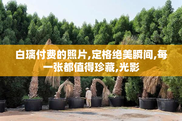 白璃付费的照片,定格绝美瞬间,每一张都值得珍藏,光影