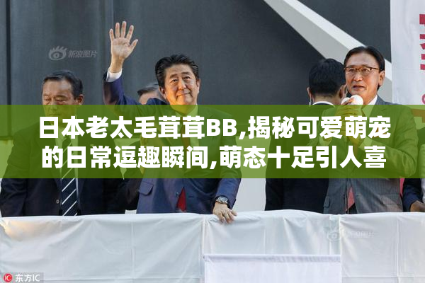 日本老太毛茸茸BB,揭秘可爱萌宠的日常逗趣瞬间,萌态十足引人喜爱
