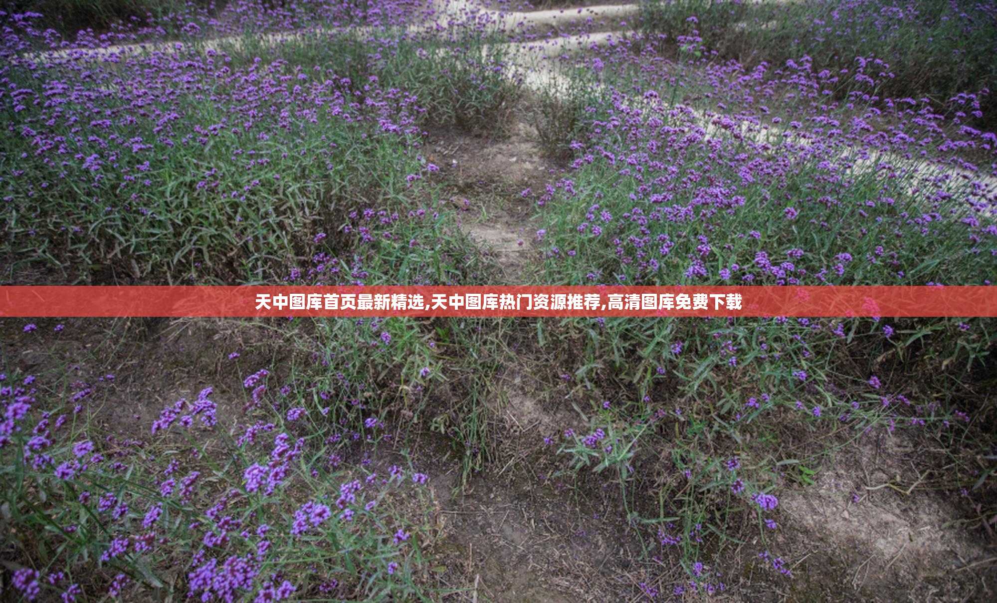 天中图库首页最新精选,天中图库热门资源推荐,高清图库免费下载
