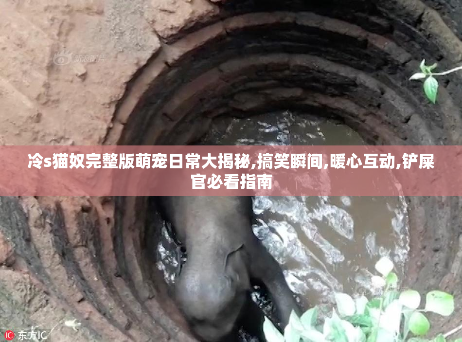 冷s猫奴完整版萌宠日常大揭秘,搞笑瞬间,暖心互动,铲屎官必看指南