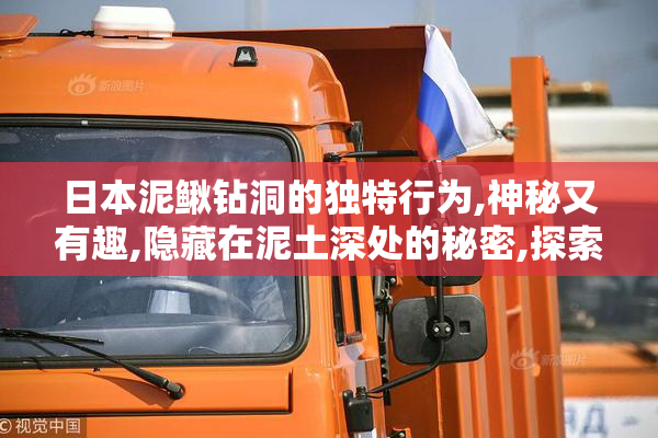 日本泥鳅钻洞的独特行为,神秘又有趣,隐藏在泥土深处的秘密,探索