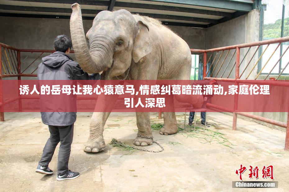 诱人的岳母让我心猿意马,情感纠葛暗流涌动,家庭伦理引人深思
