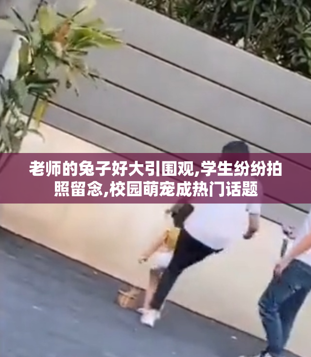 老师的兔子好大引围观,学生纷纷拍照留念,校园萌宠成热门话题