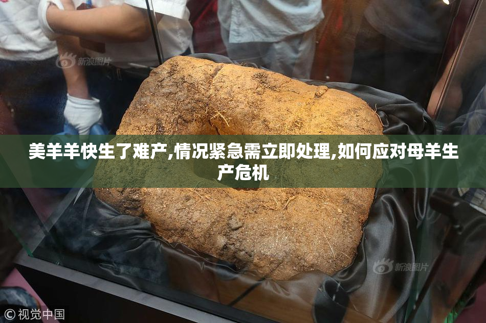 美羊羊快生了难产,情况紧急需立即处理,如何应对母羊生产危机