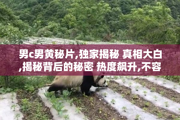 男c男黄秘片,独家揭秘 真相大白,揭秘背后的秘密 热度飙升,不容