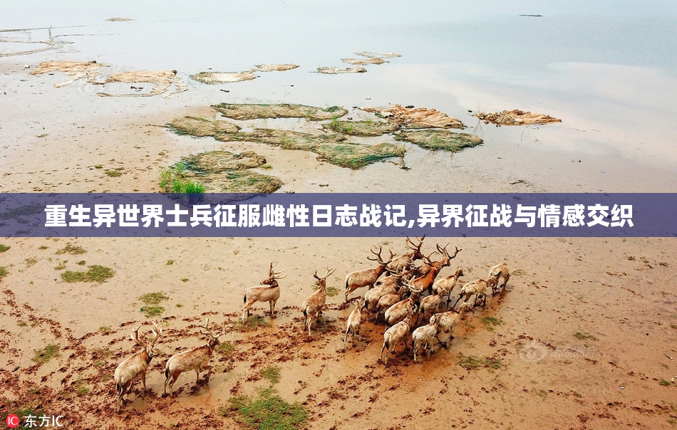 重生异世界士兵征服雌性日志战记,异界征战与情感交织