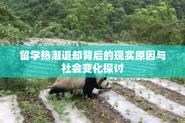 留学热潮退却背后的现实原因与社会变化探讨