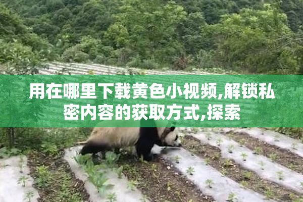 用在哪里下载黄色小视频,解锁私密内容的获取方式,探索