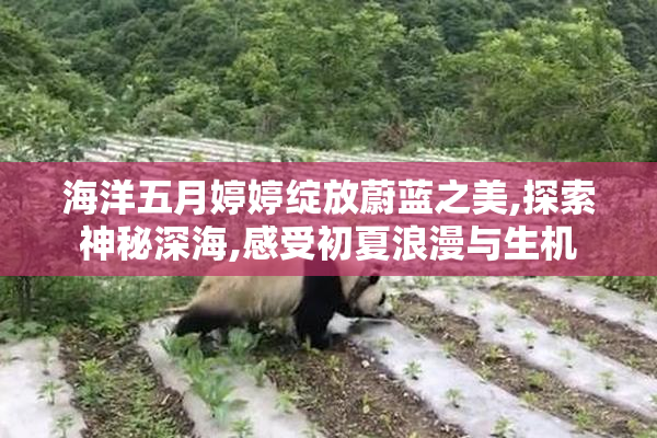 海洋五月婷婷绽放蔚蓝之美,探索神秘深海,感受初夏浪漫与生机