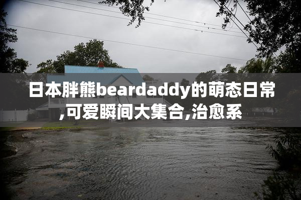 日本胖熊beardaddy的萌态日常,可爱瞬间大集合,治愈系