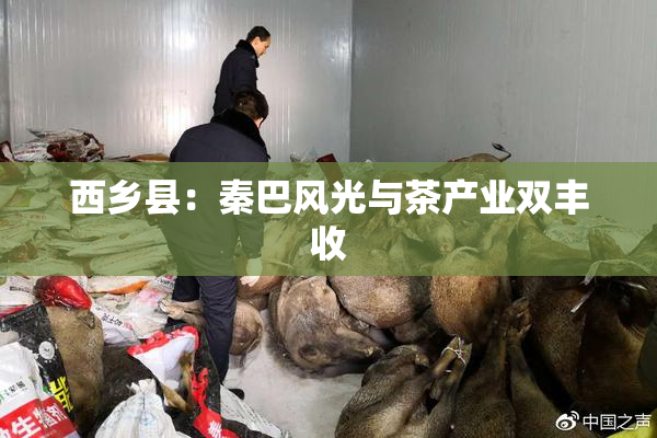 西乡县：秦巴风光与茶产业双丰收