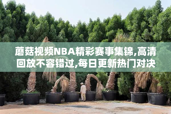 蘑菇视频NBA精彩赛事集锦,高清回放不容错过,每日更新热门对决