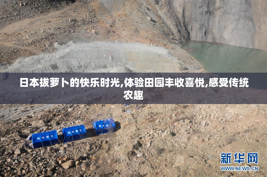 日本拔萝卜的快乐时光,体验田园丰收喜悦,感受传统农趣
