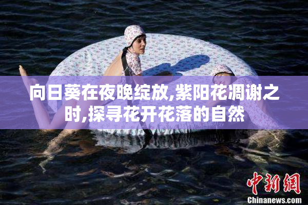 向日葵在夜晚绽放,紫阳花凋谢之时,探寻花开花落的自然