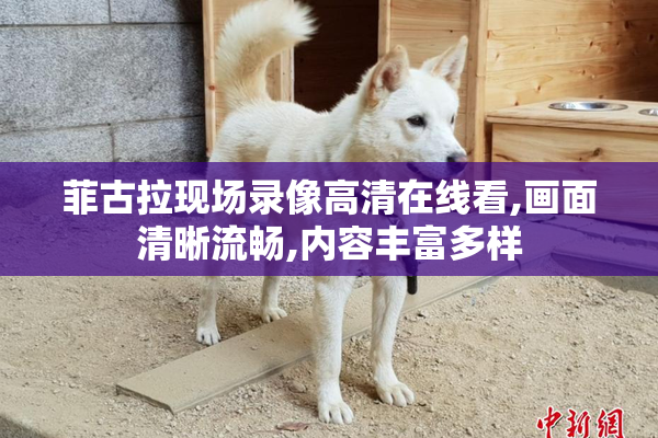 菲古拉现场录像高清在线看,画面清晰流畅,内容丰富多样
