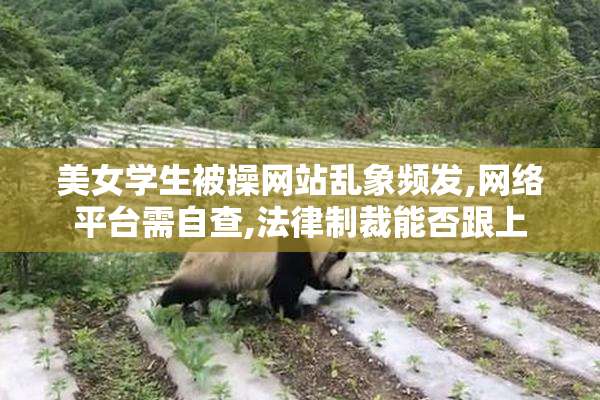 美女学生被操网站乱象频发,网络平台需自查,法律制裁能否跟上
