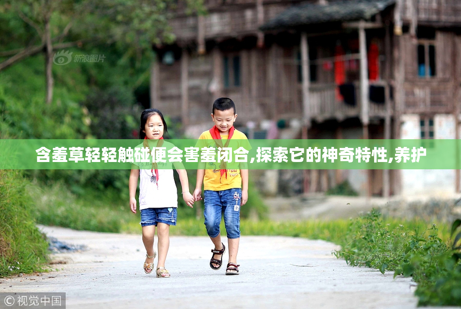 含羞草轻轻触碰便会害羞闭合,探索它的神奇特性,养护