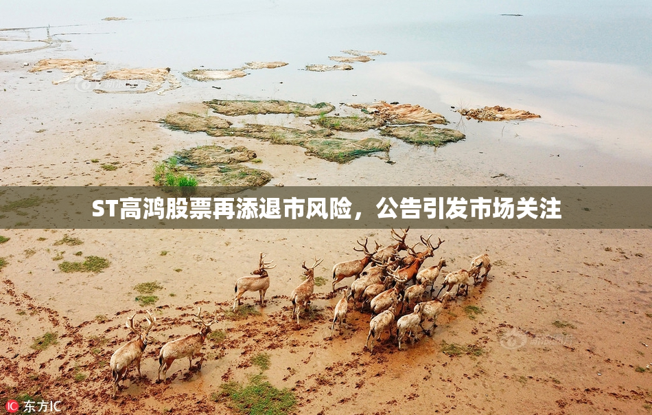 ST高鸿股票再添退市风险，公告引发市场关注