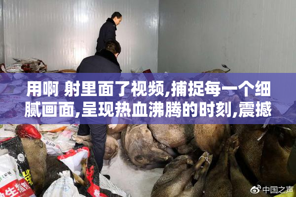 用啊 射里面了视频,捕捉每一个细腻画面,呈现热血沸腾的时刻,震撼