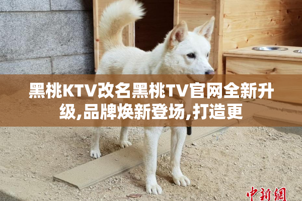 黑桃KTV改名黑桃TV官网全新升级,品牌焕新登场,打造更