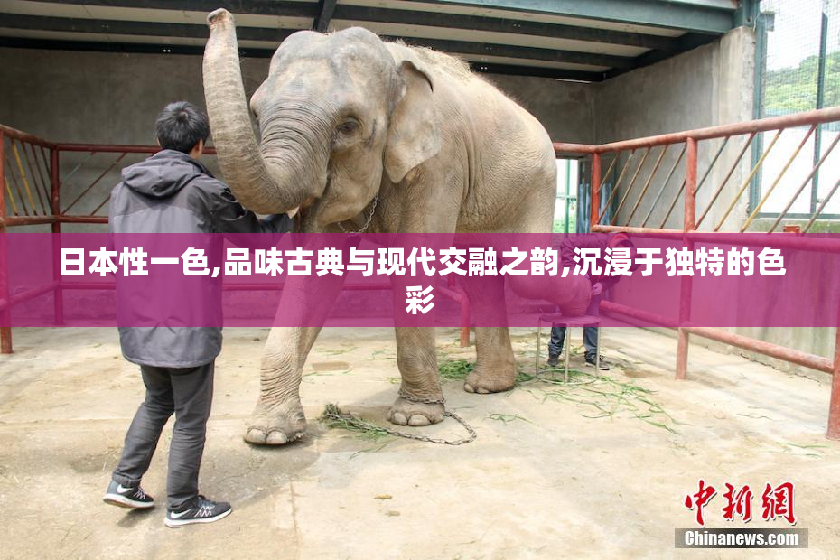 日本性一色,品味古典与现代交融之韵,沉浸于独特的色彩