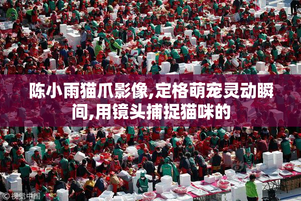 陈小雨猫爪影像,定格萌宠灵动瞬间,用镜头捕捉猫咪的