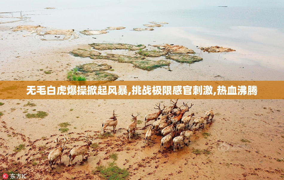 无毛白虎爆操掀起风暴,挑战极限感官刺激,热血沸腾
