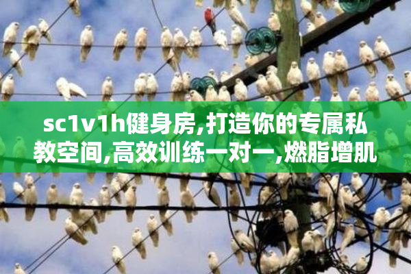 sc1v1h健身房,打造你的专属私教空间,高效训练一对一,燃脂增肌更轻松