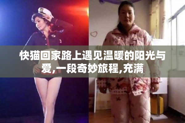 快猫回家路上遇见温暖的阳光与爱,一段奇妙旅程,充满