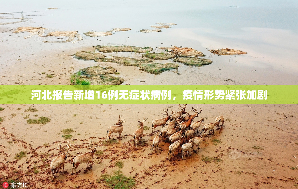河北报告新增16例无症状病例，疫情形势紧张加剧