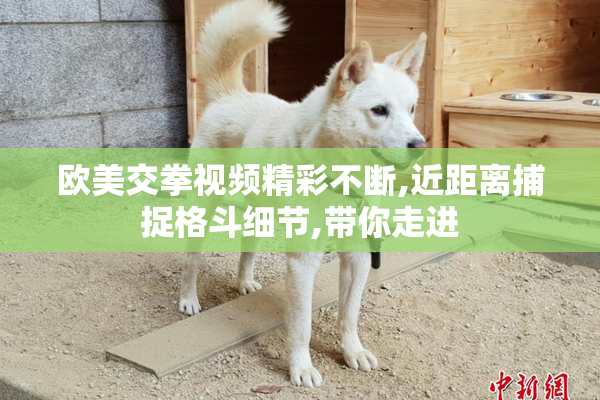 欧美交拳视频精彩不断,近距离捕捉格斗细节,带你走进