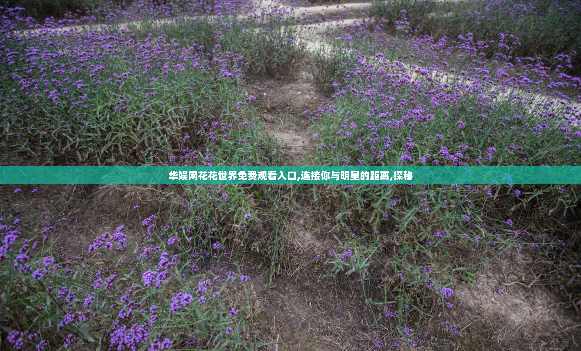 华娱网花花世界免费观看入口,连接你与明星的距离,探秘