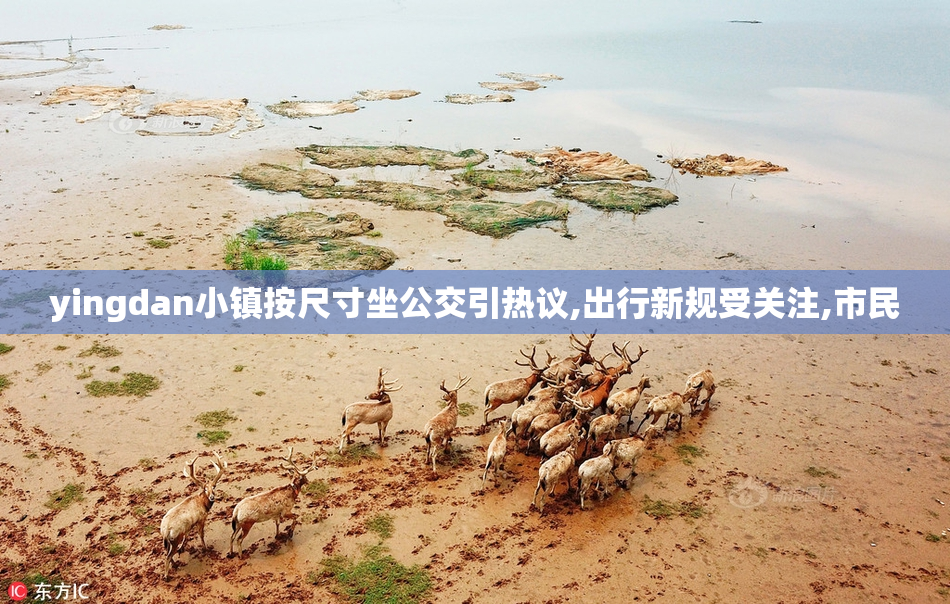 yingdan小镇按尺寸坐公交引热议,出行新规受关注,市民