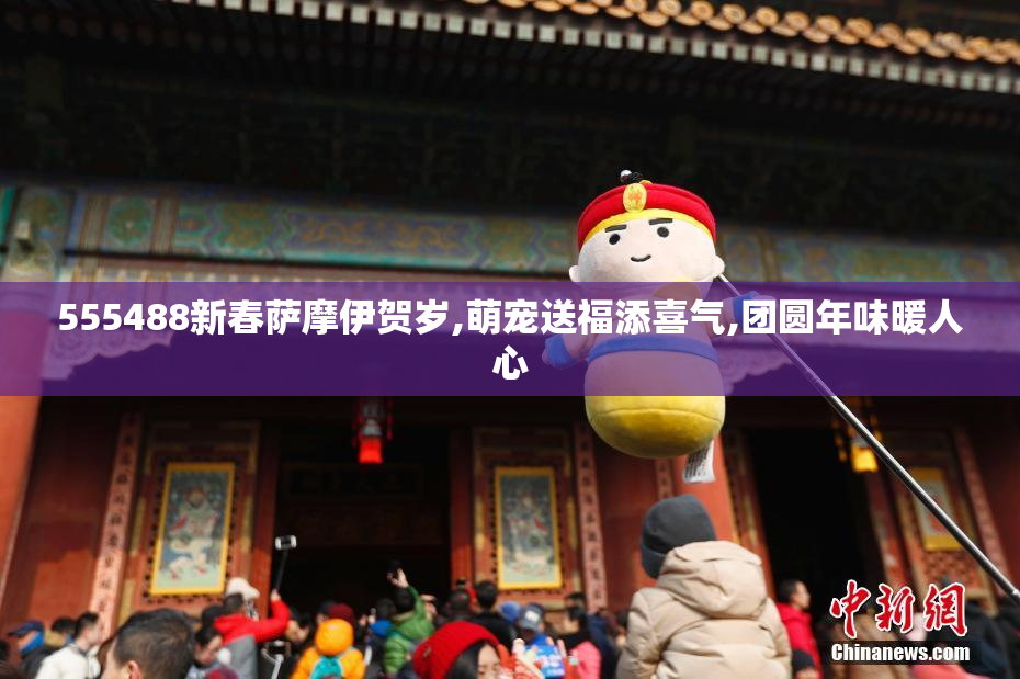 555488新春萨摩伊贺岁,萌宠送福添喜气,团圆年味暖人心