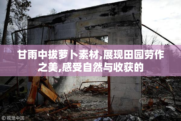 甘雨中拔萝卜素材,展现田园劳作之美,感受自然与收获的