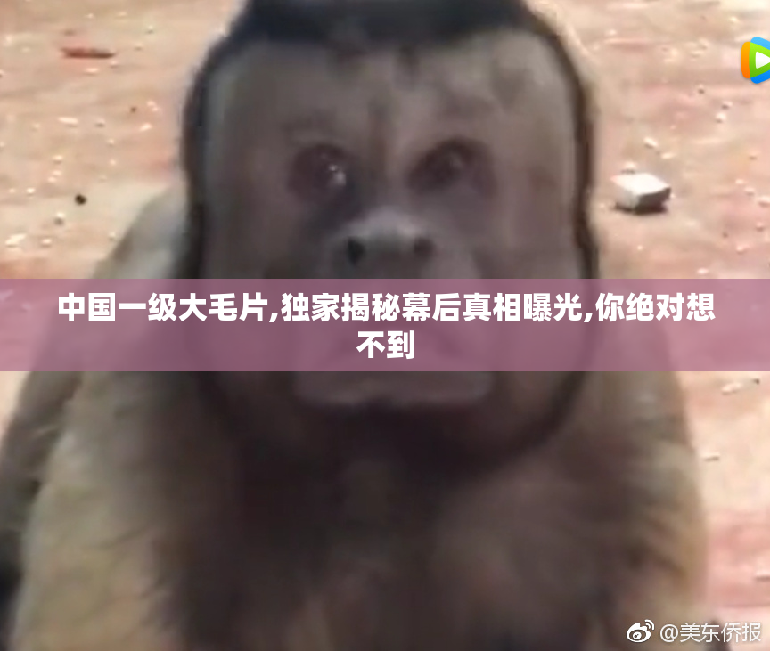 中国一级大毛片,独家揭秘幕后真相曝光,你绝对想不到